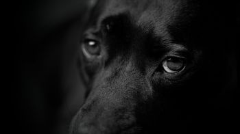 Обои 2048x1152 собачьи глаза, портрет собаки