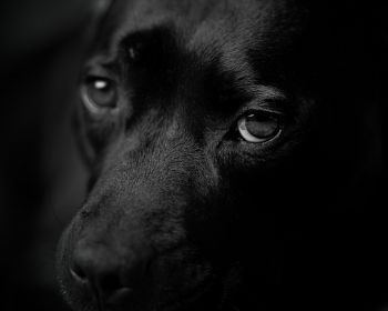 dog eyes, dog portrait Wallpaper 1280x1024