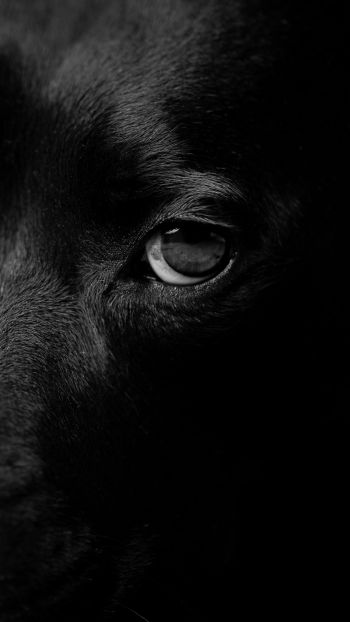 Обои 1080x1920 собачьи глаза, портрет собаки