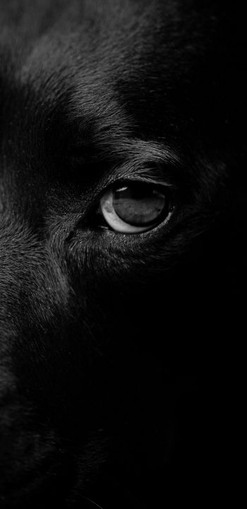 Обои 1080x2220 собачьи глаза, портрет собаки