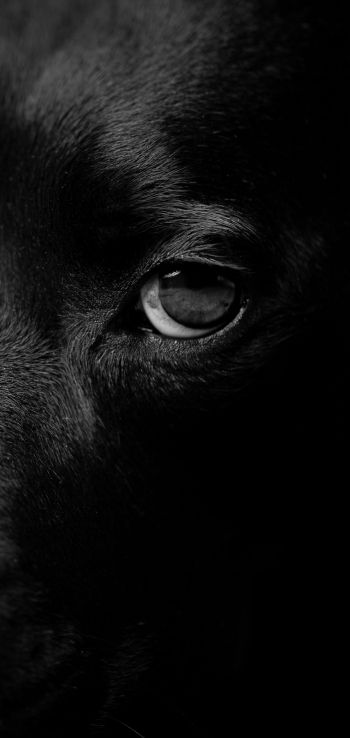 dog eyes, dog portrait Wallpaper 1080x2280