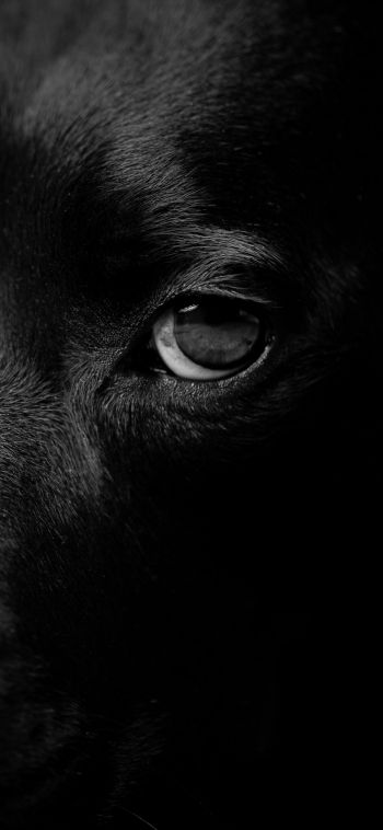 dog eyes, dog portrait Wallpaper 1080x2340