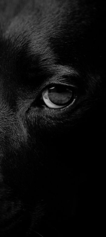 dog eyes, dog portrait Wallpaper 1080x2400