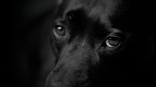 Обои 2560x1440 собачьи глаза, портрет собаки