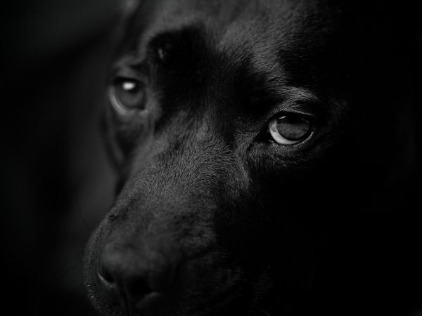 dog eyes, dog portrait Wallpaper 800x600