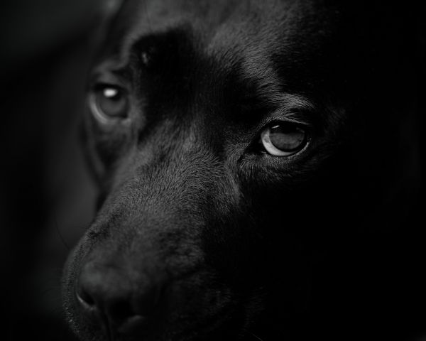 dog eyes, dog portrait Wallpaper 1280x1024