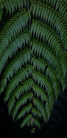 Guamani, Ecuador Wallpaper 1080x2220