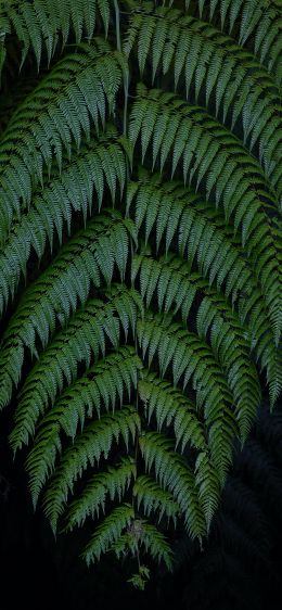 Guamani, Ecuador Wallpaper 1170x2532