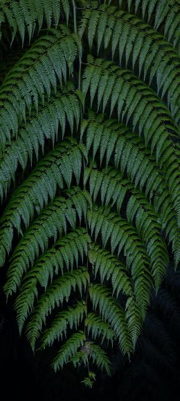 Guamani, Ecuador Wallpaper 1080x2400