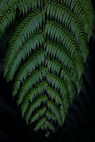 Guamani, Ecuador Wallpaper 640x960