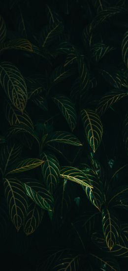 green leaves Wallpaper 1440x3040