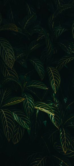 green leaves Wallpaper 1440x3200