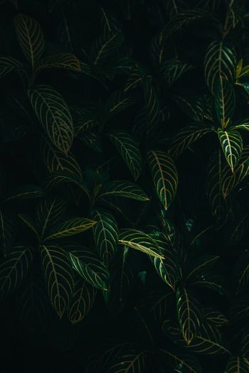 green leaves Wallpaper 640x960