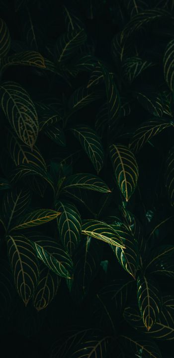 green leaves Wallpaper 1440x2960