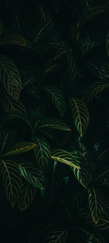 green leaves Wallpaper 1440x3200