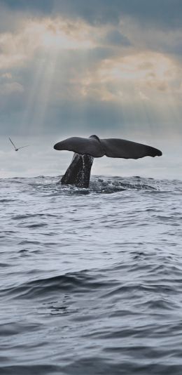 sea, whale Wallpaper 1080x2220