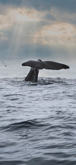 sea, whale Wallpaper 1080x2340