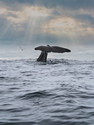 sea, whale Wallpaper 1668x2224