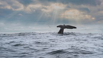 sea, whale Wallpaper 1600x900