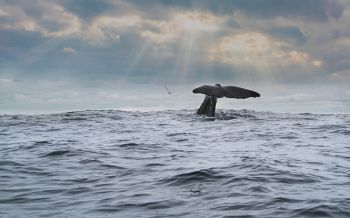 sea, whale Wallpaper 2560x1600