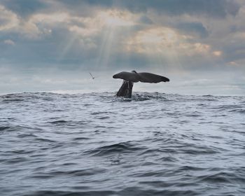 sea, whale Wallpaper 1280x1024