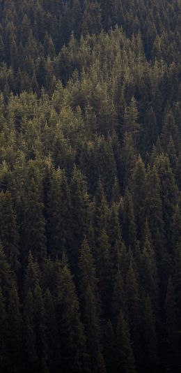 over the forest, squirrel Wallpaper 1080x2220