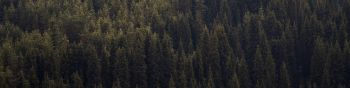 over the forest, squirrel Wallpaper 1590x400