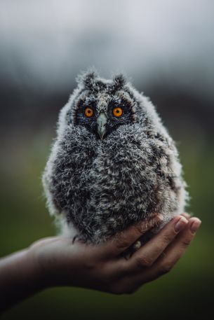 owlet in hand Wallpaper 640x960