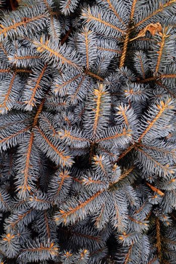 pine, New Year Wallpaper 640x960