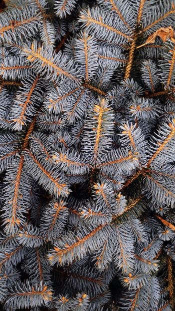 pine, New Year Wallpaper 640x1136