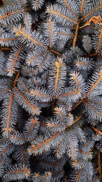 pine, New Year Wallpaper 720x1280