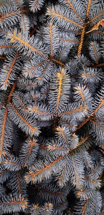 pine, New Year Wallpaper 1440x2960