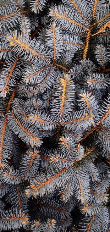 pine, New Year Wallpaper 1080x2280