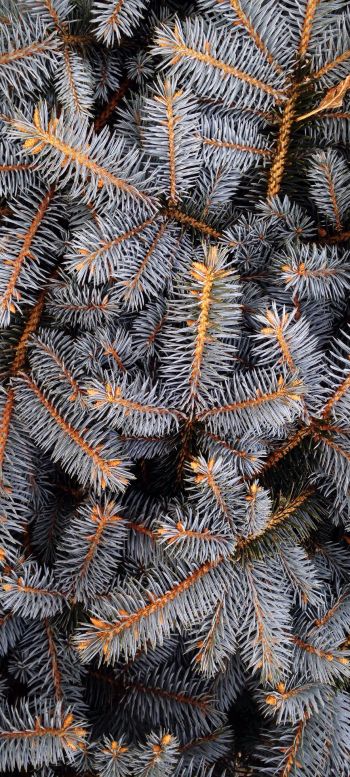 pine, New Year Wallpaper 1440x3200