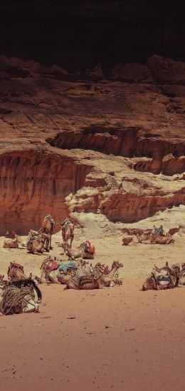 Wadi Rum Village, Jordan Wallpaper 1080x2280