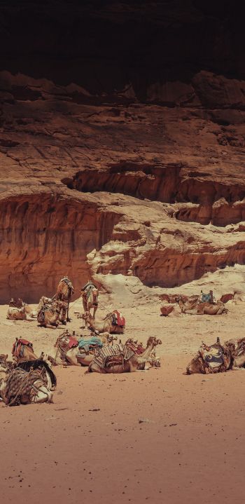 Wadi Rum Village, Jordan Wallpaper 1080x2220