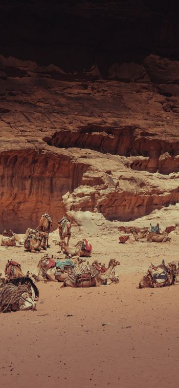 Wadi Rum Village, Jordan Wallpaper 828x1792