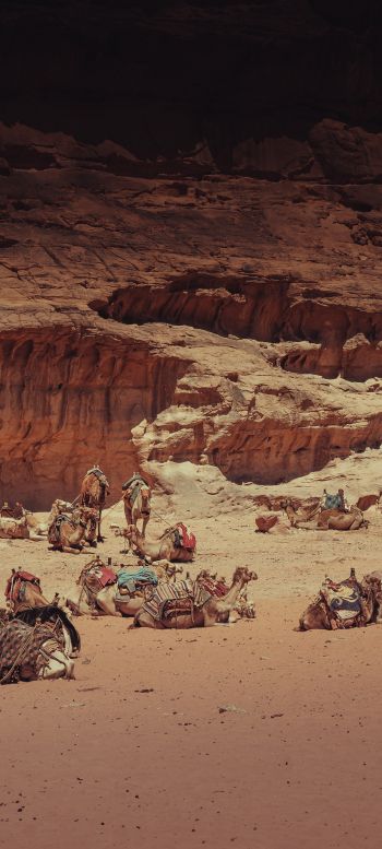 Wadi Rum Village, Jordan Wallpaper 1440x3200