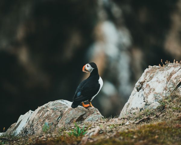 toucan, wild bird Wallpaper 1280x1024