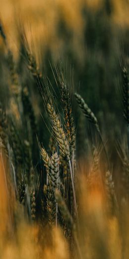 ears of wheat Wallpaper 720x1440