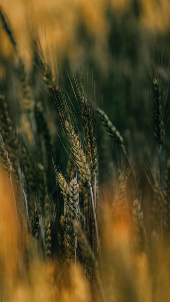 ears of wheat Wallpaper 640x1136