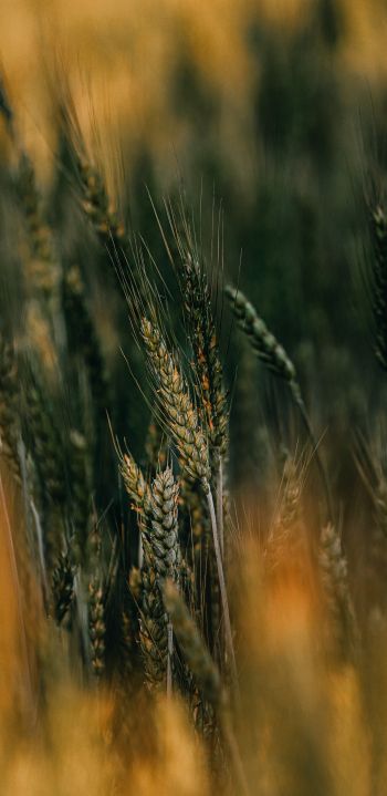 ears of wheat Wallpaper 1080x2220