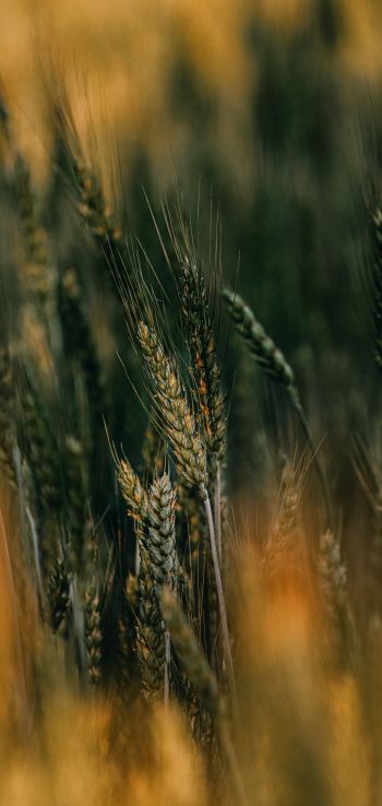 ears of wheat Wallpaper 1080x2280