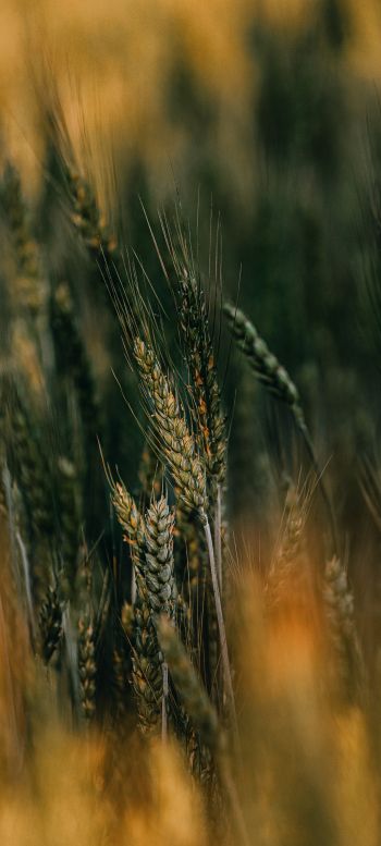 ears of wheat Wallpaper 1080x2400