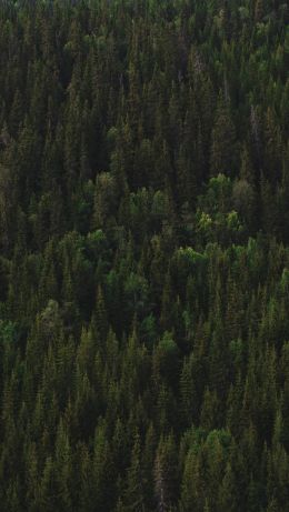 squirrel, Scotland Wallpaper 640x1136