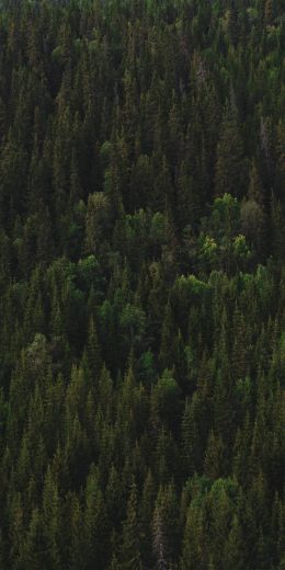 squirrel, Scotland Wallpaper 720x1440