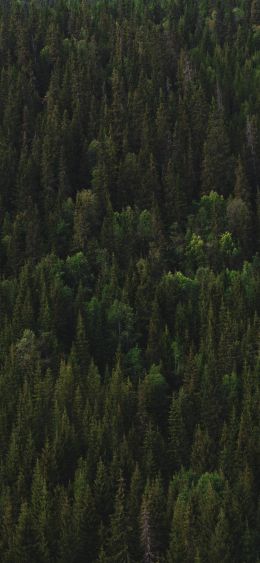 squirrel, Scotland Wallpaper 1080x2340