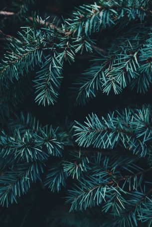 pine, christmas, green Wallpaper 3000x4500