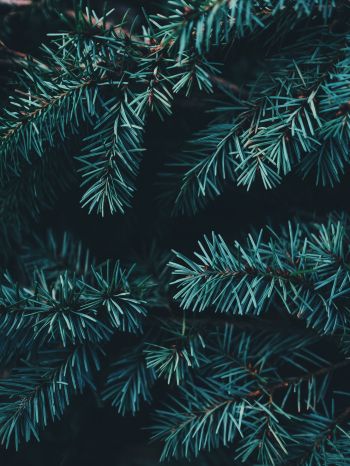 pine, christmas, green Wallpaper 1668x2224
