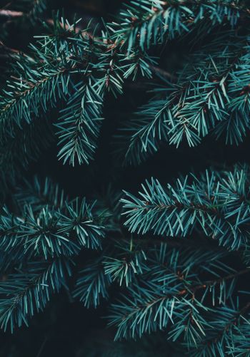 pine, christmas, green Wallpaper 1668x2388